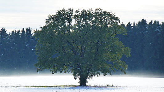 allgäu, autumn, snow, rest, loneliness, fog, trees