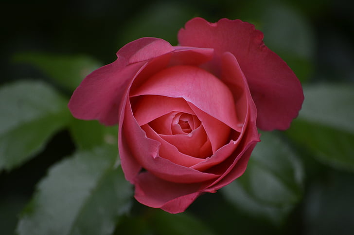 tõusis, Bud, suvel, roosa, roosa roos, lilled, aias roosid