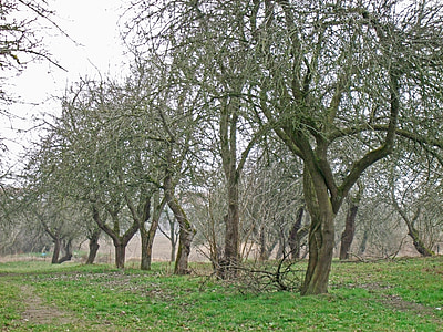 Orchard, november, Haunting, æbletræ, træ, natur, udendørs
