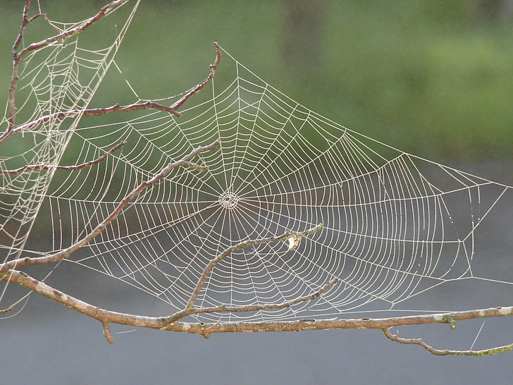 spider web, dew, pattern, insect, design, geometry, silk