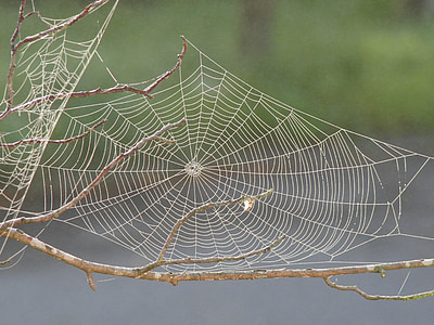 Spider web, sương, Mô hình, côn trùng, thiết kế, hình học, tơ lụa