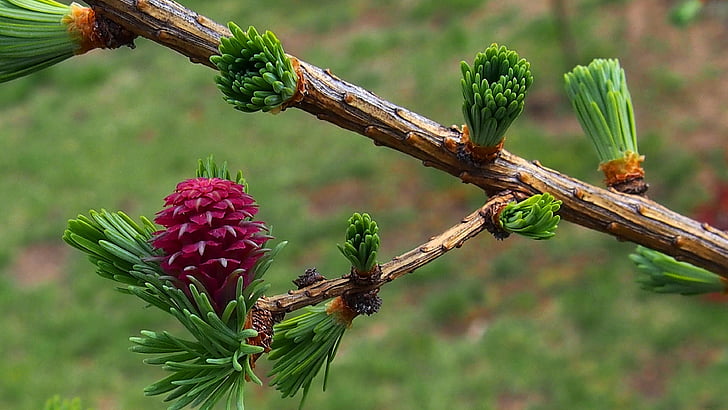 bud, nature, spring, closeup, pine cone, larch, macro