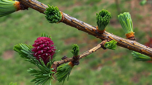Bud, natura, primavera, primo piano, cono del pino, Larice, macro