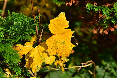 rudens, atstāj, dzeltena, zaļa, zelta rudens, rudens lapas, rudenī zaļumiem