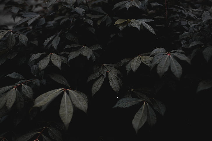 frunze, plante, gradina, întuneric, alb-negru, nici un popor, noapte