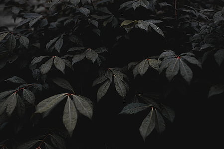 Bladeren, plant, Tuin, donker, zwart-wit, geen mensen, nacht