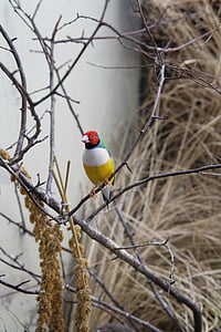 burung, hewan, Canary, warna-warni, alam, cabang, musim dingin