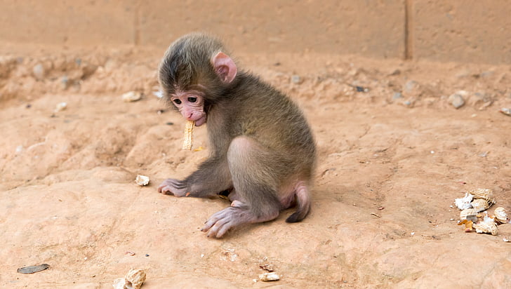 Monkey, Baby, jesť arašidové, zviera, voľne žijúcich živočíchov, cicavec, mladý