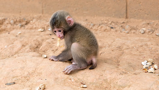 маймуна, бебе, яде фъстъчено, животните, дива природа, бозайник, младите