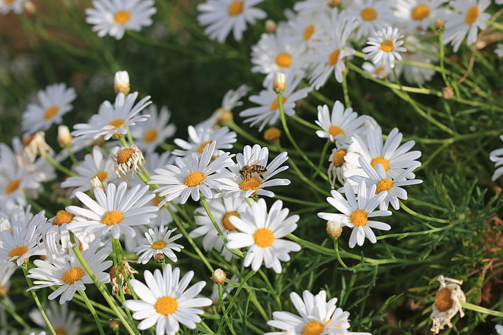 daisy, white, flower, plant, nature, flowers, green