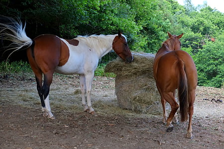 马, 两匹马, 结构, 美丽, 和谐, 从后方, 两个