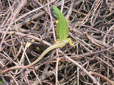 lizard, green, blue, reptile, animal, wildlife, nature