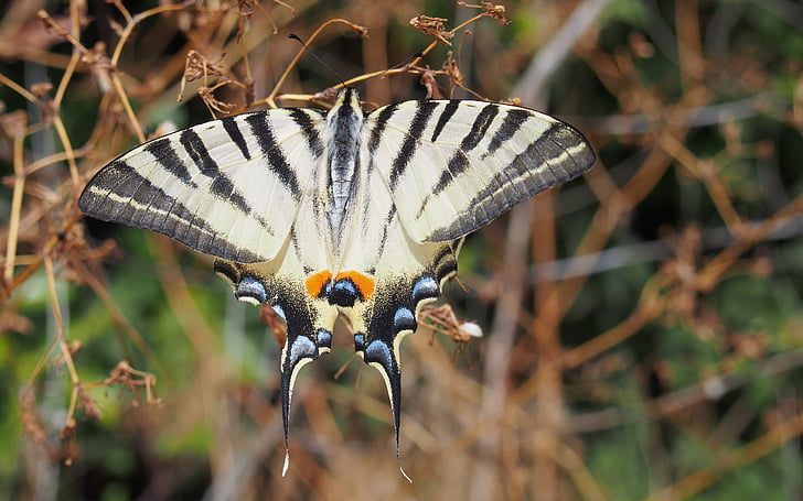 butterflies, macro, provence, insect, butterfly - insect, one animal, animals in the wild