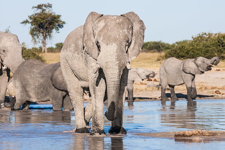botswana, chobe game reserve, drinking, elephant, matriarch, savute, waterhole