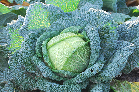 green cabbage, vegetable, cabbage