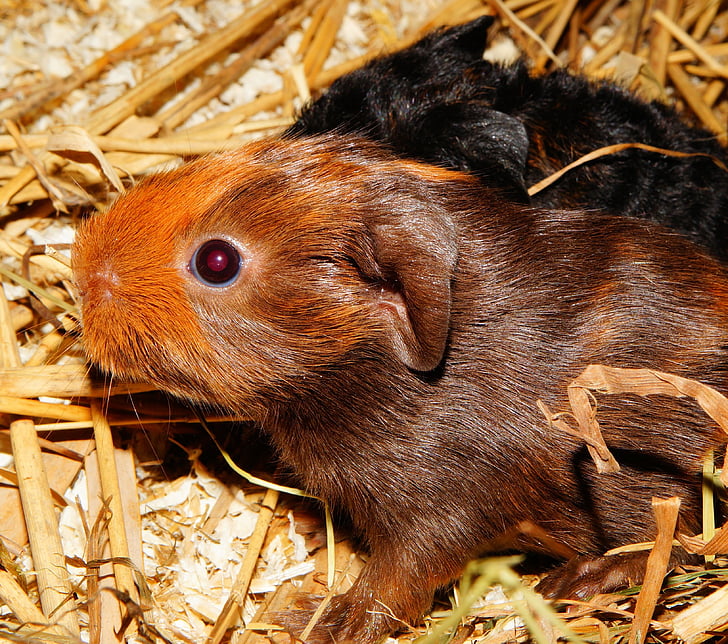 young animals, half a day old, nager, rodent, cute, pet, brown