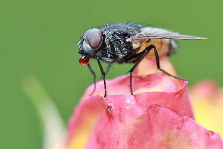 fly, insect, animal, close, fauna, flower, insect macro