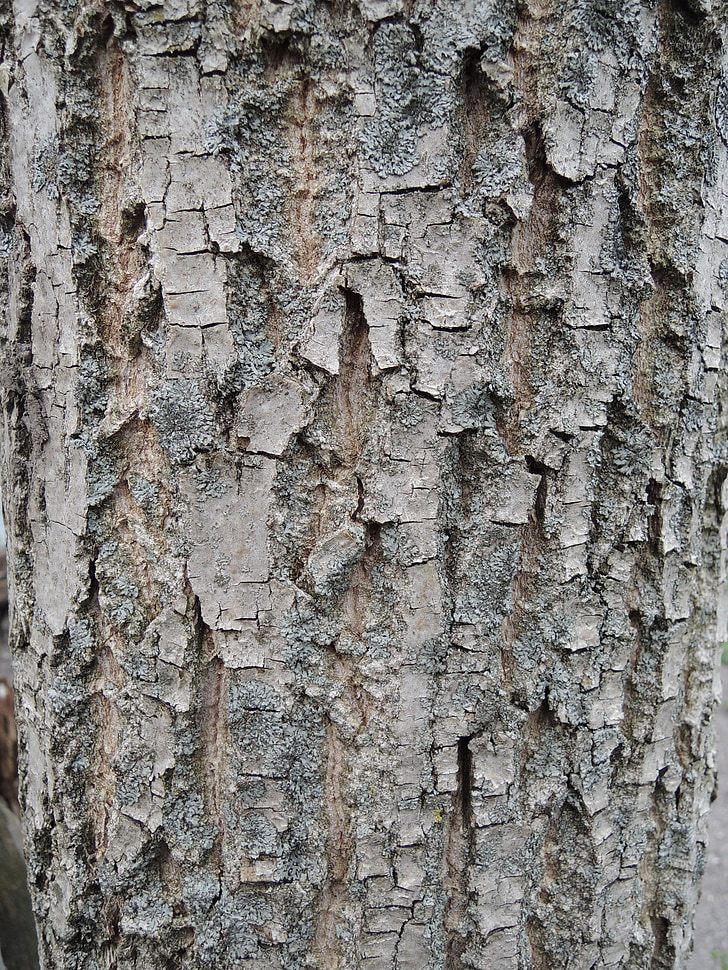 bark, træ, natur