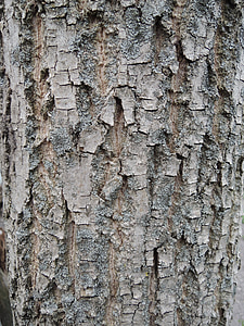 bark, träd, naturen