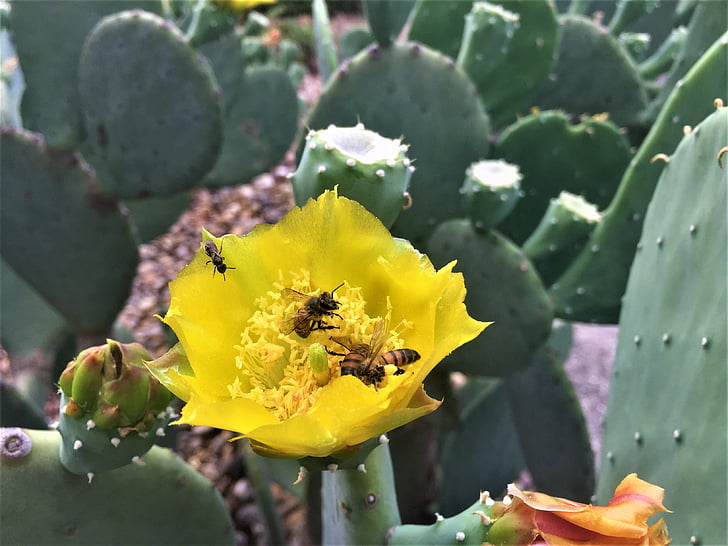 insectes, macro, abelles, groc, flor de cactus