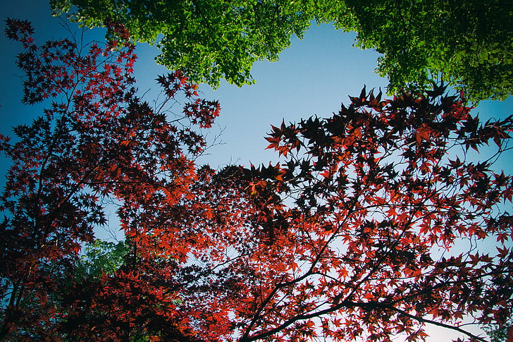 javor, drevo, modra, nebo, jeseni, vrt, narave