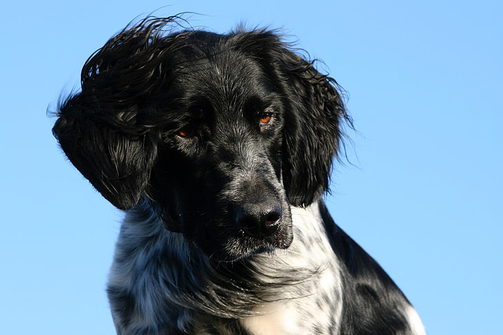 munsterlander, dog, head, canine, attentive, looking, obedient