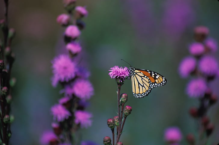 Monarch-Schmetterling, Blume, Blazing star, Blüte, Bloom, Insekt, Flügel