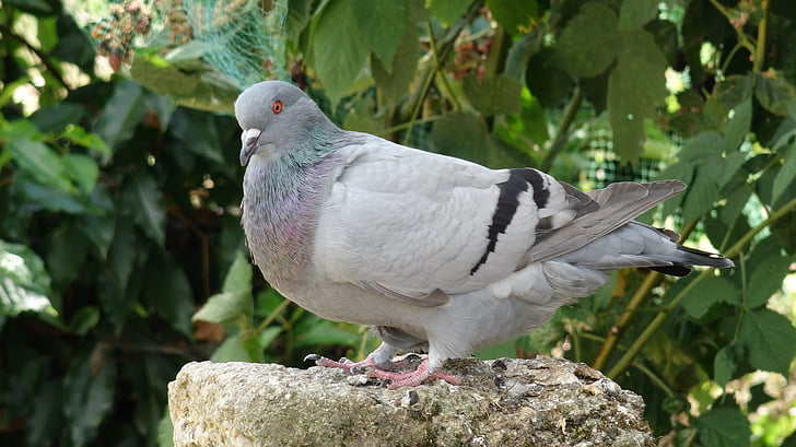 pigeon, bird, standing, gray, plumage, ornithology, nature