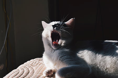 cat, yawn, mouth, feline, hybrid, gray, rest