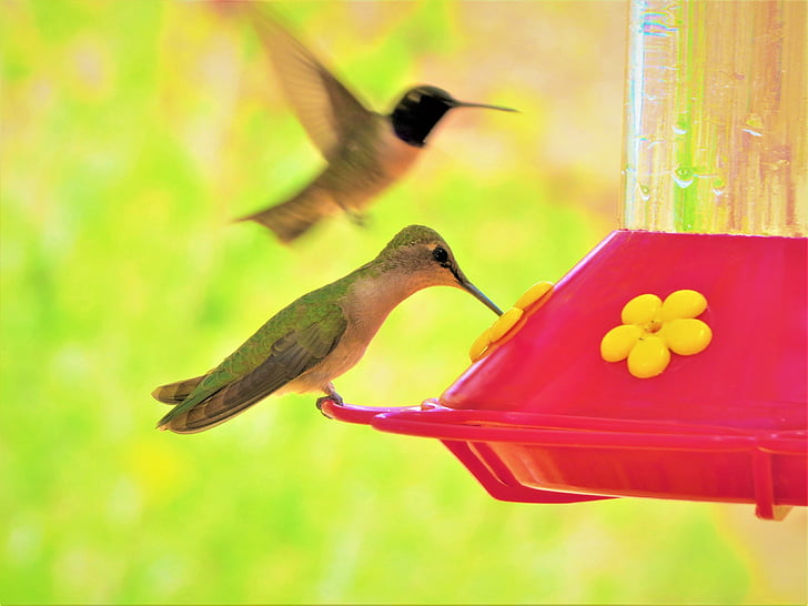 humming bird, colorful, green, yellow, red