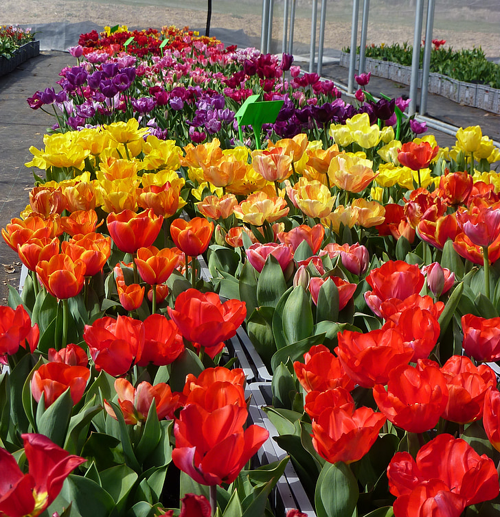blomst, Tulip våren, farge