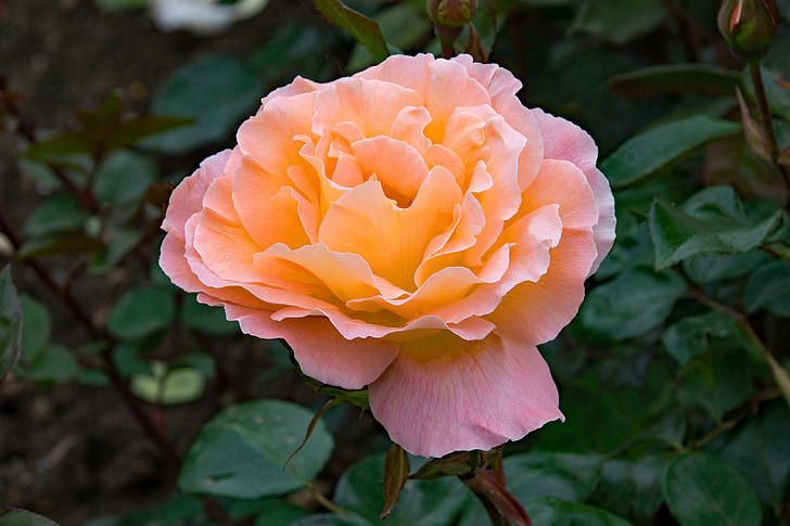 Rosa, romaní harkness, floribunda, flors, Rosa, taronja, albercoc