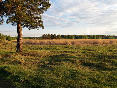 tree, field, reed, grass, firewood, landscape, nature