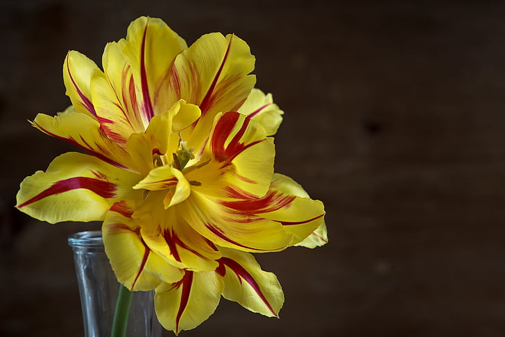 lill, Tulip, kollane, punane, õis, Bloom, avamine flower, kroonlehed