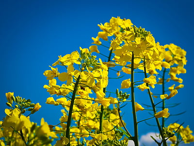 oilseed rape, field of rapeseeds, yellow, blossom, bloom, plant, nature