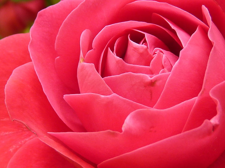 sluiten, foto, roze, bloem, steeg, Close-up, rode roos