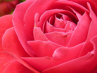 close, photo, pink, flower, rose, Close-up, red rose