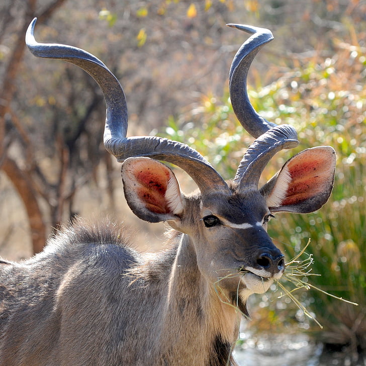 botswana, wild animal, khudu, portrait, wildlife, animal, deer