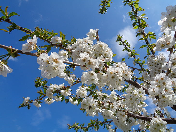 flor, cerezo, ramas de cerezo, primavera, naturaleza