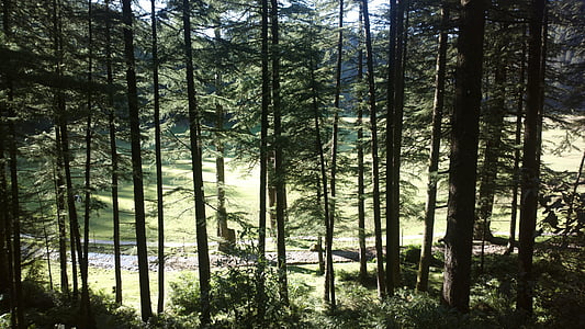 Forest, Woods, India, zalesnenou krajinou, strom, Príroda, Príroda