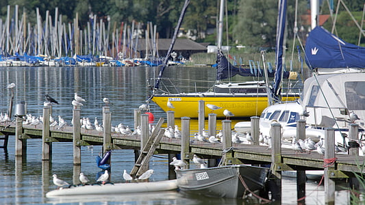 gulls, boardwalk, web, lake, pier, jetty, seevogel