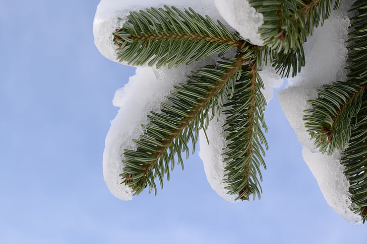 neu, arbre, Avet, cel, congelat, blanc, a l'exterior