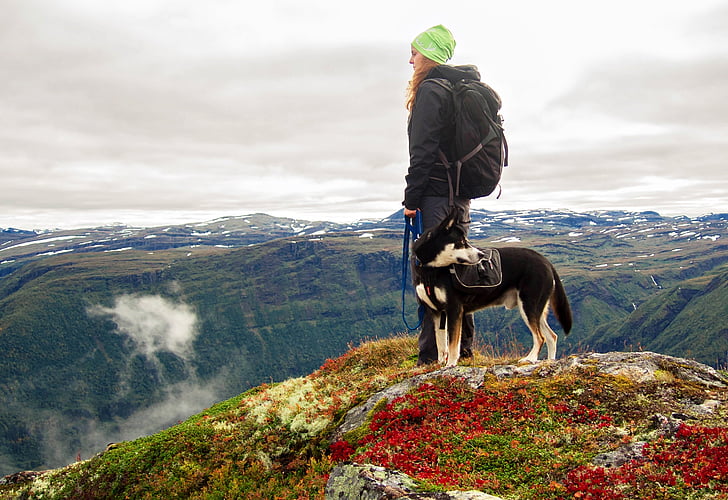 hund, bjerge, vandreture, Norge, landskab, vinter, natur