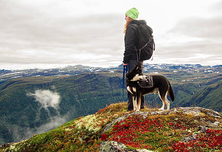 cão, montanhas, caminhadas, Noruega, paisagem, Inverno, natureza