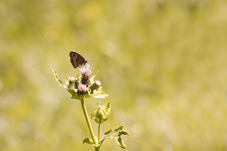 nature, butterfly, meadow brown, edelfalter, animal, insect, flight insect