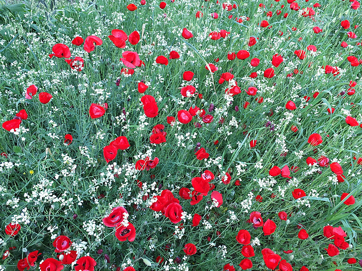 Poppies, bunga, merah, putih, hijau, alam, bidang