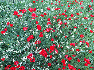 poppies, flowers, red, white, green, nature, field
