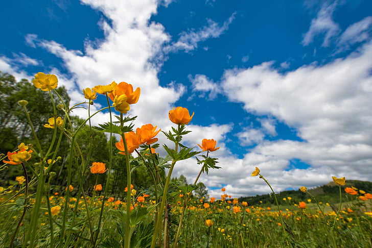 printemps, fleurs, Meadow, Ranunculaceae, juin, village de Bogart, Mongolie