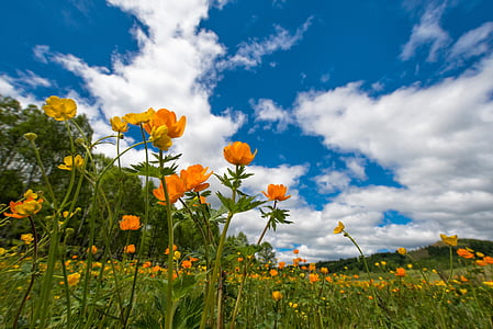 proljeće, cvijeće, livada, Ranunculaceae, lipnja, Bogart selo, Mongolija