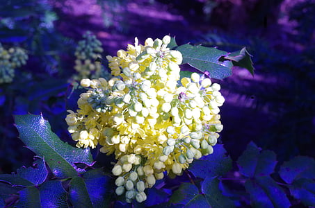 ziedi, Pavasaris, dzeltena, zila, raupjajiem, ziedu vīnogu, augu